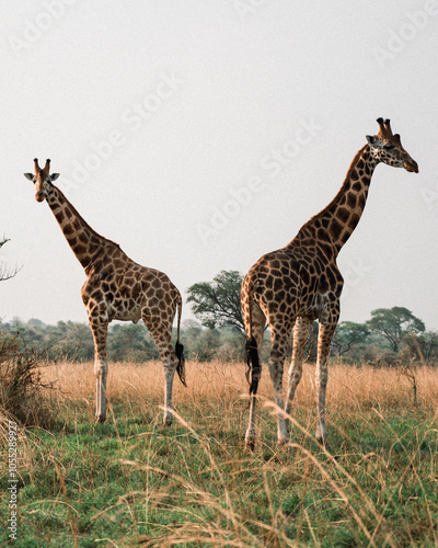 Majestic Giraffes in African Savanna