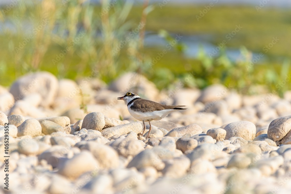 Bird in the wild with beautiful stone background outdoors ornithology theme. Bird in the wild with beautiful stone background outdoors ornithology theme.