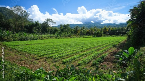 A lush green field with sustainable crop rotation practices, ensuring soil fertility and growth.