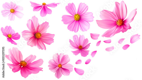 Pink Cosmos Flowers with Petals Floating Isolated on Transparent Background