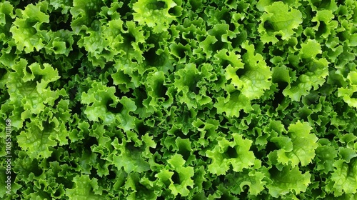 Green Leafy Vegetable Texture Background