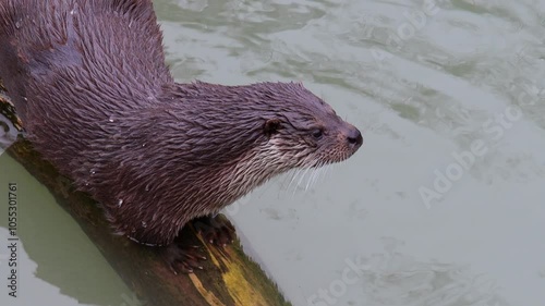 an otter outdoors 4k 30fps video