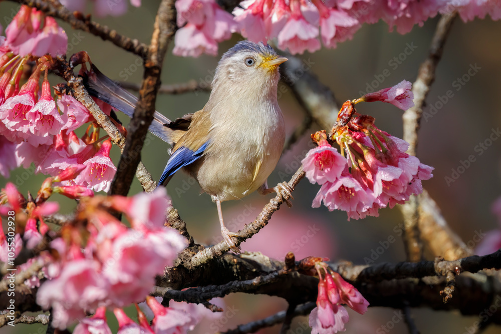 Fototapeta premium Blue-winged Minla perched omna branch and surrounded by pink blossoms, Thailand, South East Asia