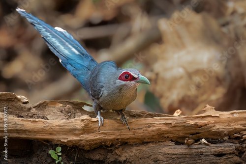 Green-billed Malkhoa perched on an old branch, Thailand, South East Asia photo