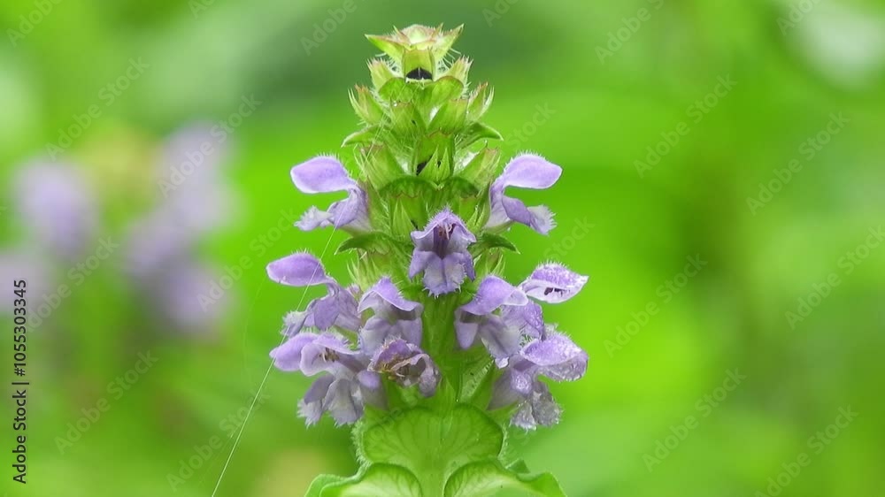 【山野草】ウツボグサ(靫草・空穂草):Prunella vulgaris ssp. asiatica 240805-1 【山野草】ウツボグサ(靫草・空穂草):Prunella vulgaris ssp. asiatica 240805-1