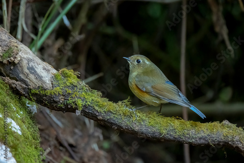 Himalayan bluetail perched on a mossy branch, Thailand, South East Asia photo