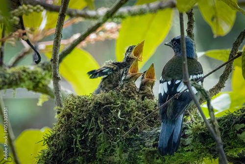 Green cochoa with three chicks with torn open beak in a mossy nest, Thailand, South East Asia