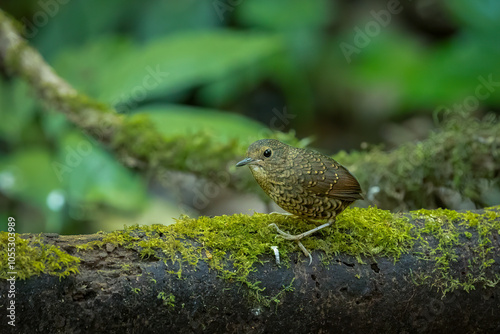 Pygmy cupwing perched on a mossy branch, Bokeh,, Thailand, South East Asia