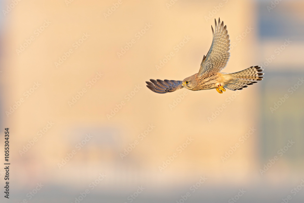 A common kestrel (Falco tinnunculus) in flight. A common kestrel (Falco tinnunculus) in flight.