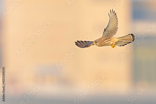 A common kestrel (Falco tinnunculus) in flight.