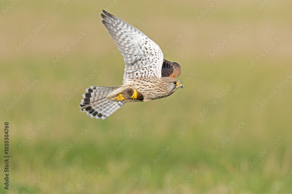 Fototapeta premium A common kestrel (Falco tinnunculus) in flight with a caught mouse.