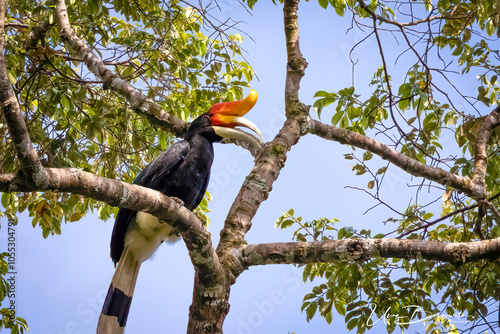 Rhinoceros hornbills on a branch against green leaves preening its feathers, 