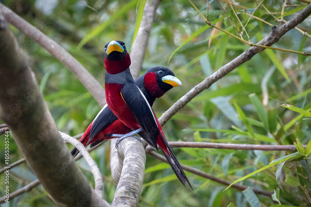 Close-up of two Black-and-red broadbill perched on a branch, Thailand, South East Asia Close-up of two Black-and-red broadbill perched on a branch, Thailand, South East Asia