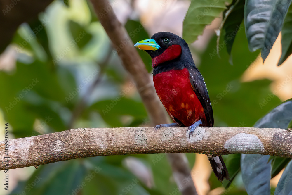 Obraz premium Close-up of Black-and-red broadbill perched on a branch, Thailand, South East Asia