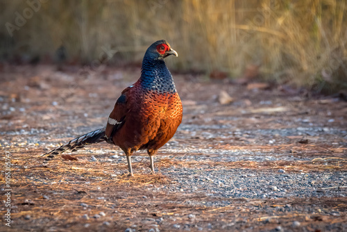 Male Mrs. hume´s pheasanwalking on ground, Thailand, South East Asia