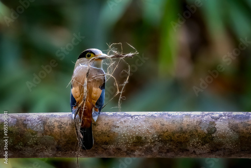 Silver-breasted broadbill, on a branch with nest amterial in beak, Thailand, South East Asia photo