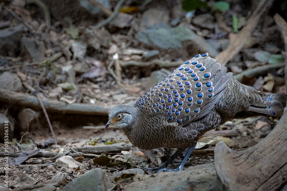 Gray peacock-pheasant on the ground, South East Asia, Thailand, South East Asia, Thailand Gray peacock-pheasant on the ground, South East Asia, Thailand, South East Asia, Thailand