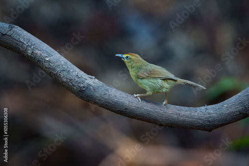 Pin-striped tit-babbler, Thailand, South East Asia photo