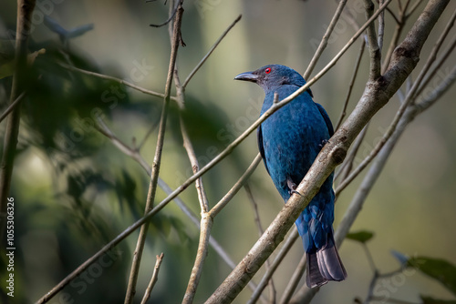 Fairy-bluebird perched on a branch, Thailand, South East Asia photo