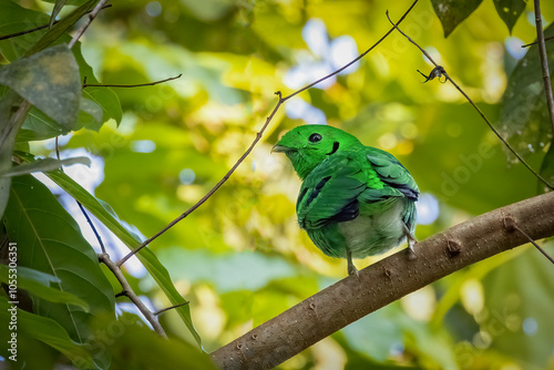 Green broadbill against natural background, South East Asia, Thailand photo