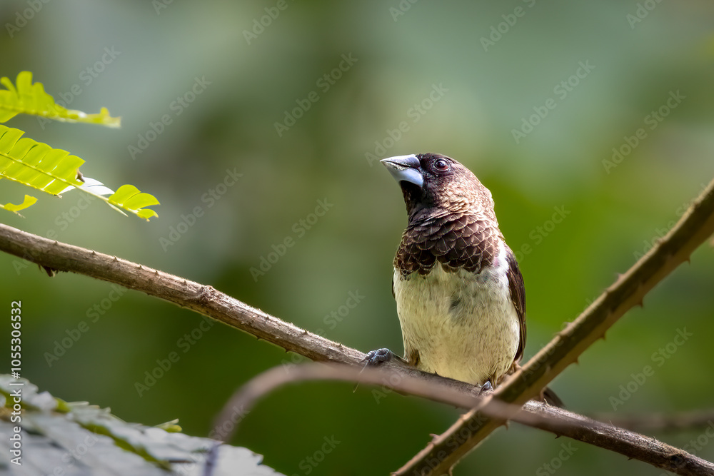 Obraz premium White-rumped munia, South East Asia, Thailand