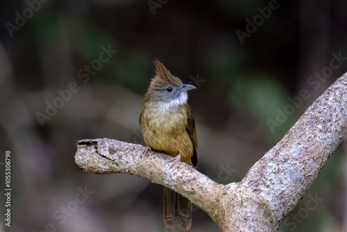 Puff-throated bulbul perched on a branch against blurred dark background, South East Asia, Thailand