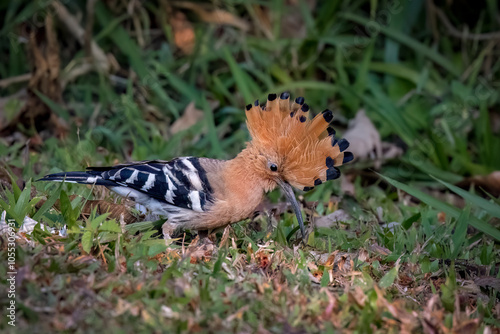 Side view Eurasian hoopoe on the ground, South East Asia, Thailand photo