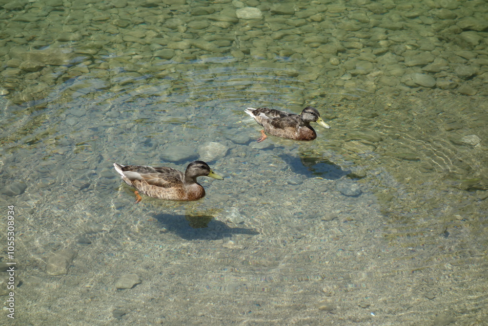 mallard floating on the river mallard floating on the river