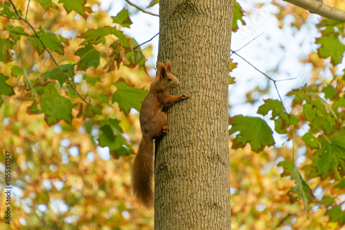 Obraz na plátně Red squirrel crawling on a tree trunk in an autumn park.