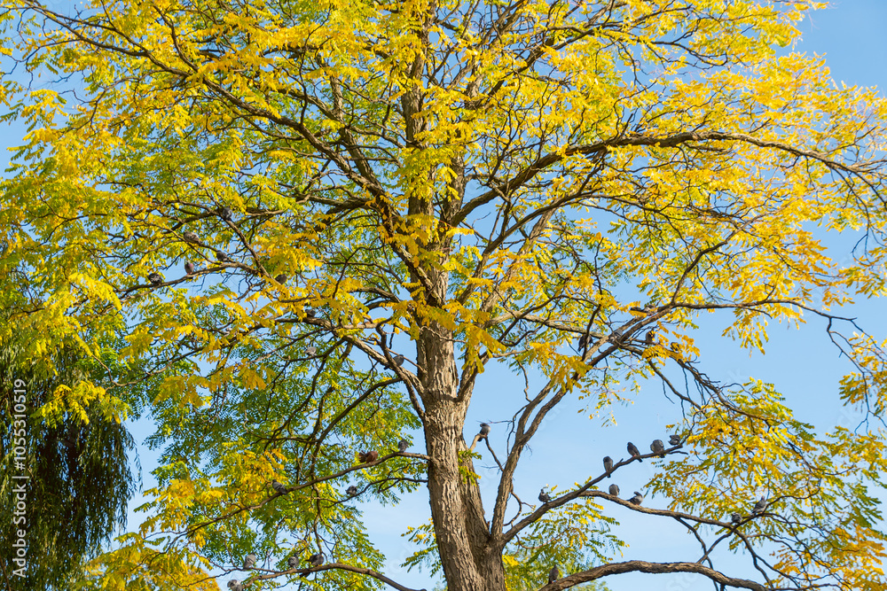 Tree crown with yellow leaves in autumn park. Tree crown with yellow leaves in autumn park.