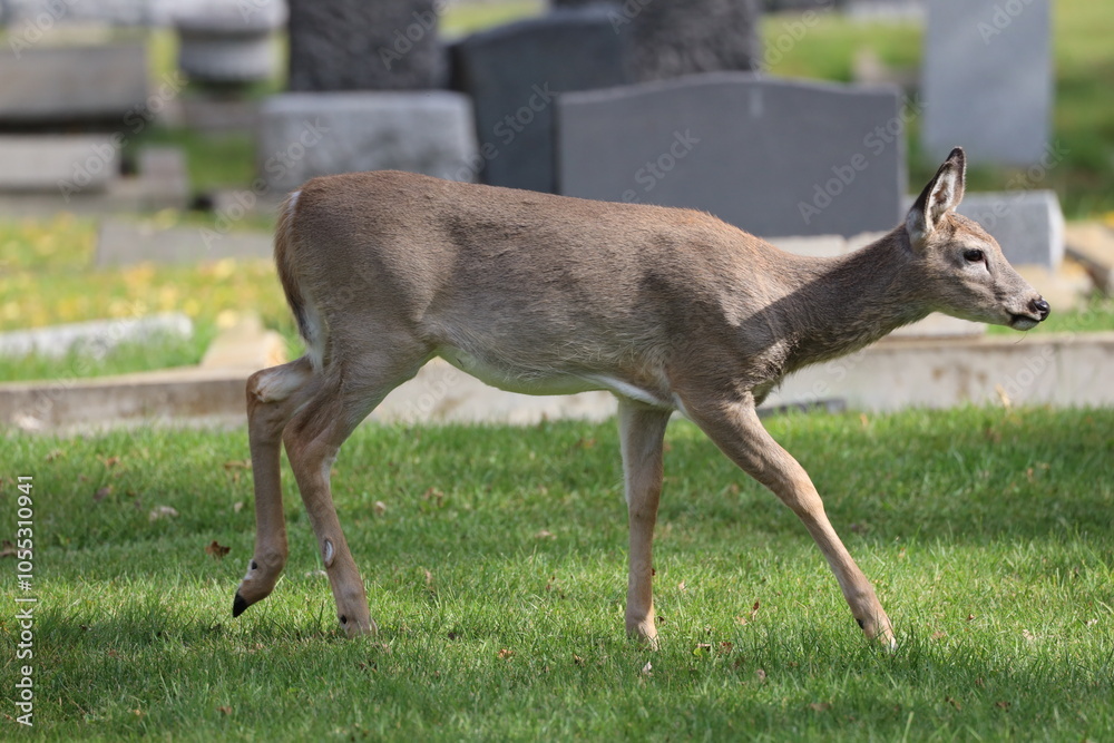 young deer loping through a cemetery