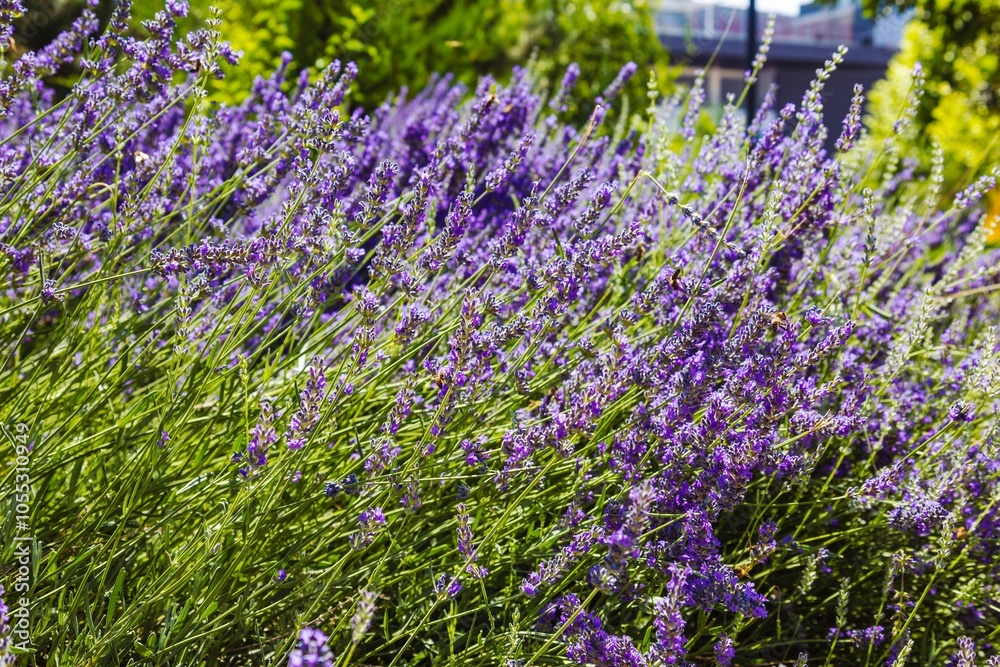 Naklejka premium Purple fragrant flower (field plant) with a medicinal effect called - lavender