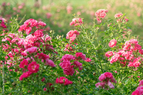 Beautiful pink flowers of Rosa abietina, close-up.