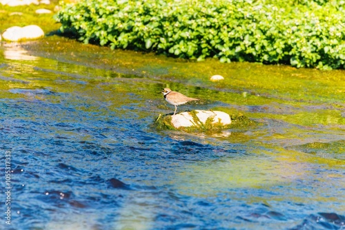 Bird - Little ringed plover (Charadrius dubius) in the wild photo