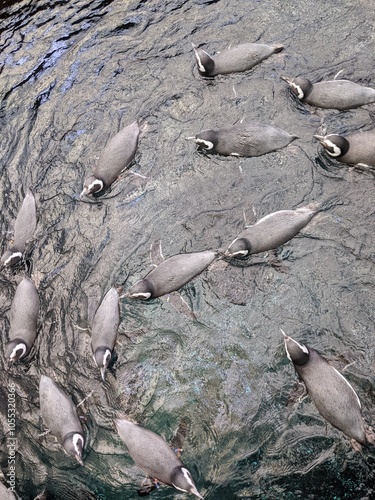 Pinguins swimming at Lisbon, porugal, Oceanario photo