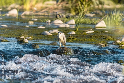 Bird - black-crowned night heron (Nycticorax nycticorax) or black-capped night heron in the wild photo