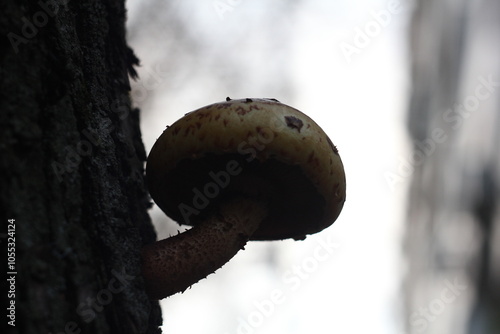 mushrooms in the forest