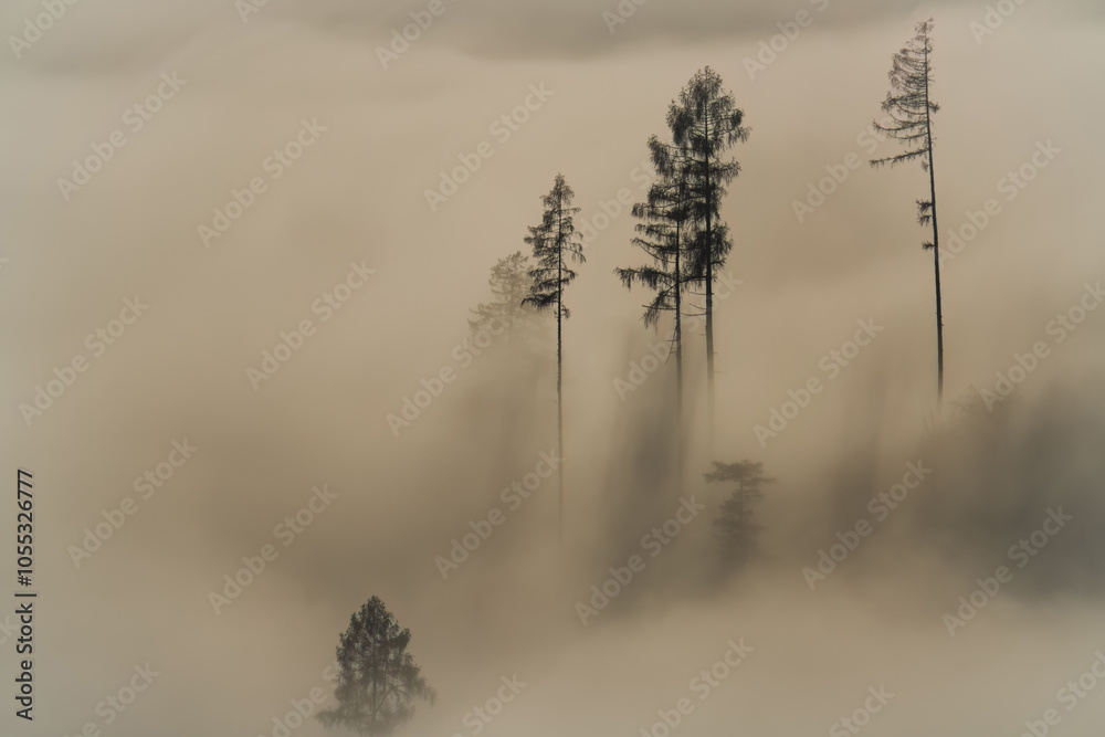 Obraz premium low hanging fog in the mountains at a autumn day