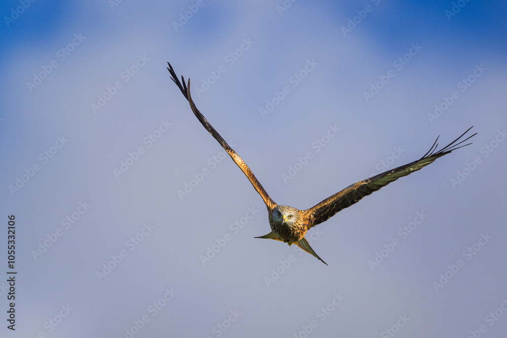Red Kite, Milvus milvus, bird in flight Red Kite, Milvus milvus, bird in flight