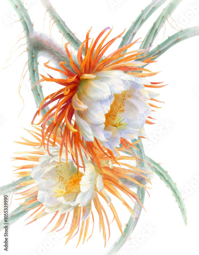 Watercolor botanical illustration of selenicereus graniflorus cactus flower.