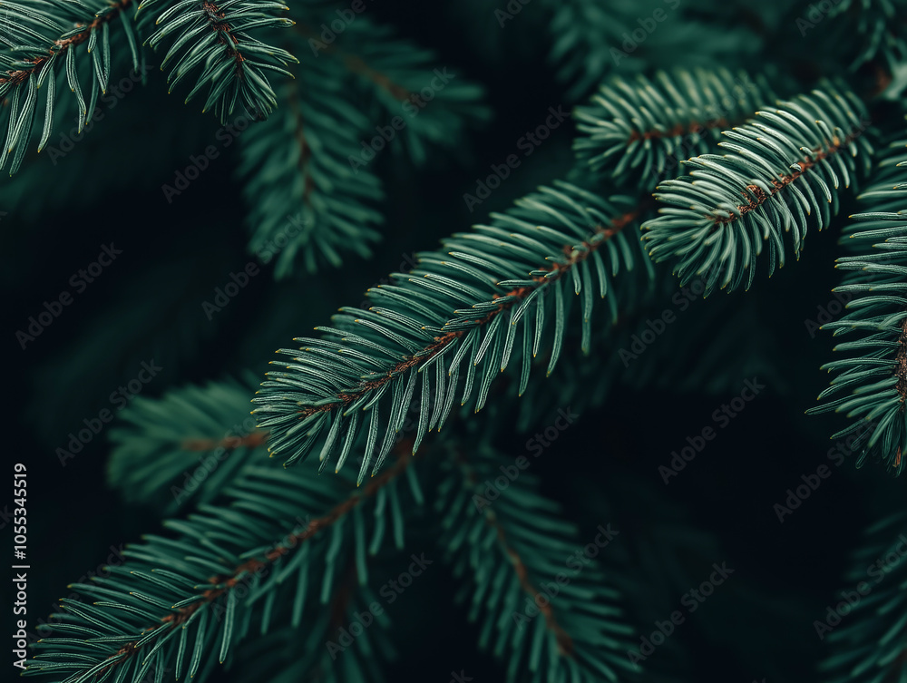 Obraz premium Close-up of evergreen pine needles with snow, winter nature detail 