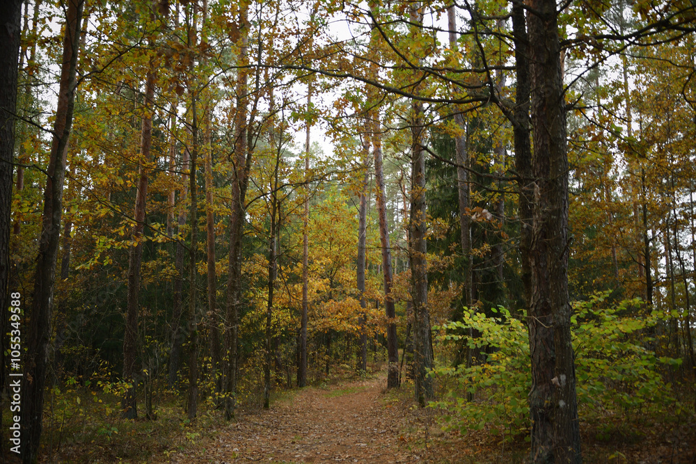 Obraz premium autumn forest