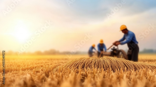 Workers harvesting rice in golden field at sunset, showcasing rural life and agricultural practices