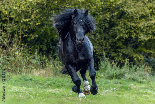 Photos A black noriker coldblood draft horse stallion running across a meadow in autumn