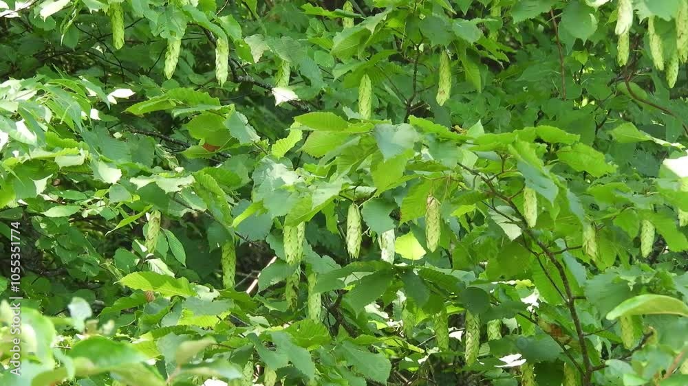 【山野草・樹木】サワシバ（沢柴）： Carpinus cordata　240819-1