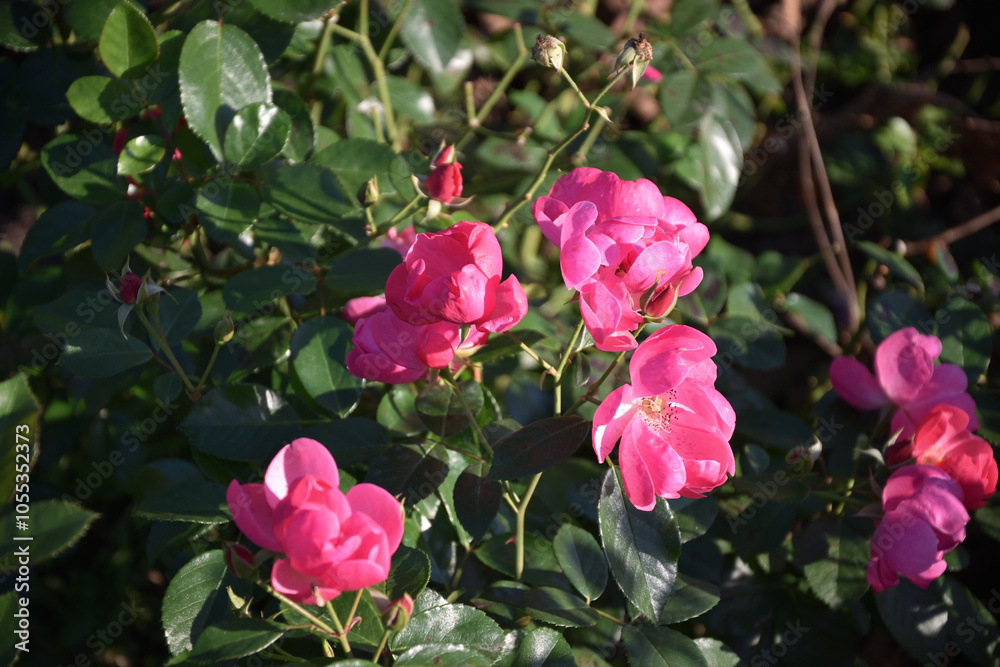 pink roses pink roses