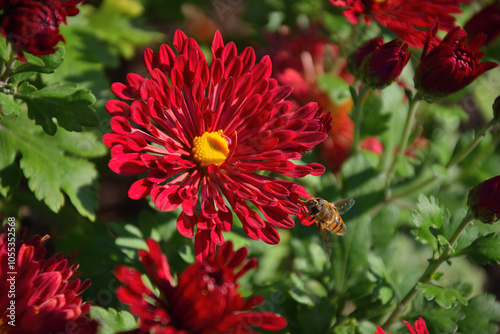 Fototapeta Naklejka Na Ścianę i Meble -  red chrysanthemum flower with bee