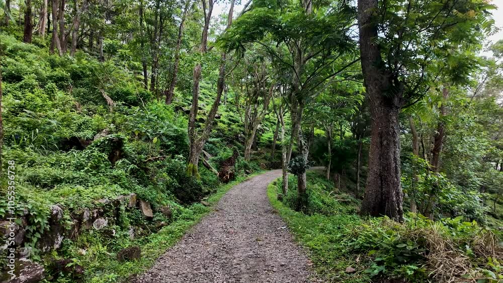 A peaceful trail winds through a vibrant green tropical forest in Sri Lanka, offering tranquility and natural beauty. Ideal for nature enthusiasts and adventure seekers. A peaceful trail winds through a vibrant green tropical forest in Sri Lanka, offering tranquility and natural beauty. Ideal for nature enthusiasts and adventure seekers.