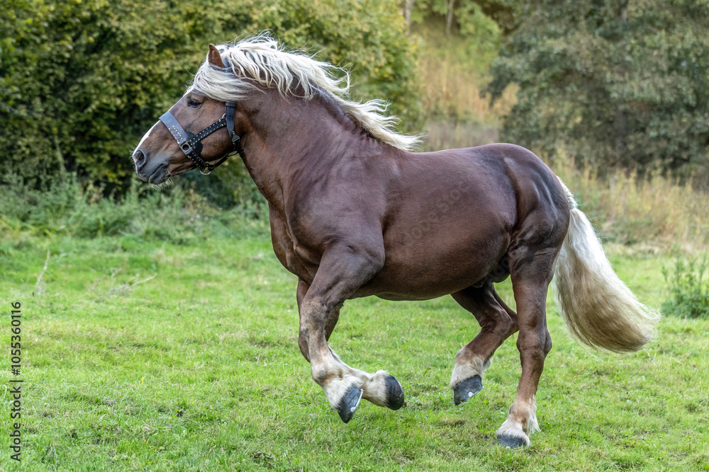 A chestnut brown noriker coldblood draft horse stallion running across a pasture in autumn outdoors A chestnut brown noriker coldblood draft horse stallion running across a pasture in autumn outdoors
