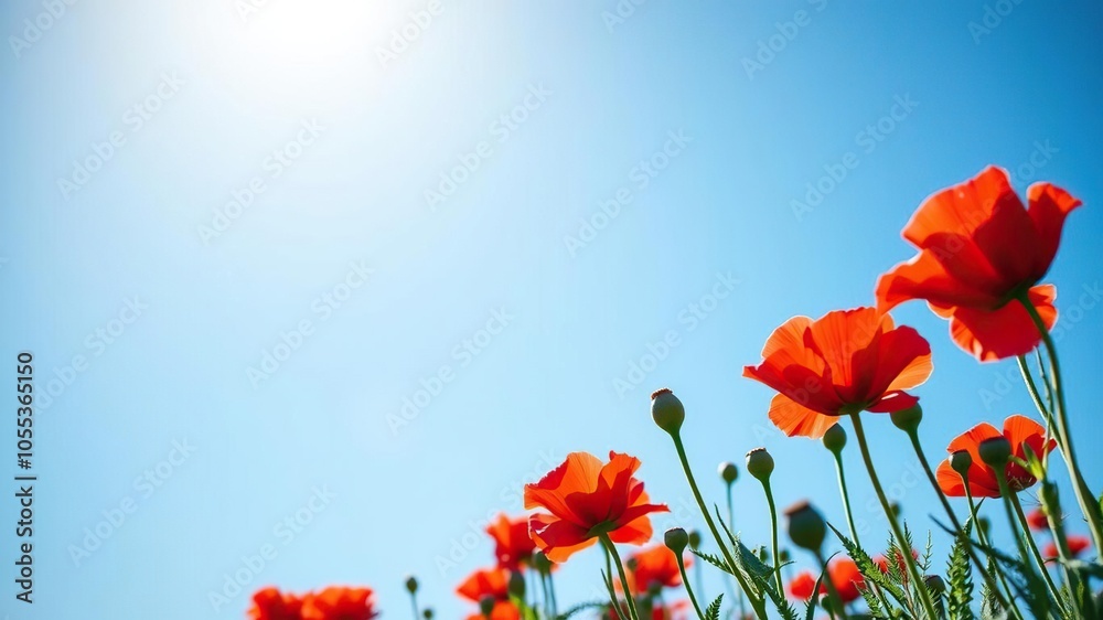 Obraz premium Vibrant red poppie in full bloom during a sunny spring day, surrounded by green foliage and blue sky, poppie, flower